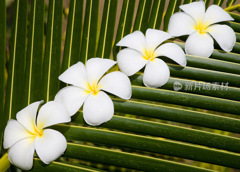 热带鸡蛋花花