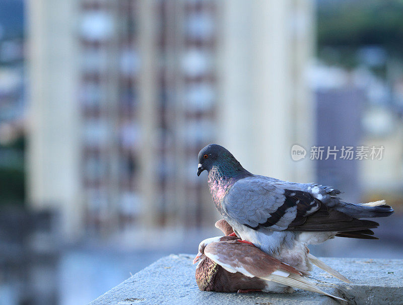 鸽交配