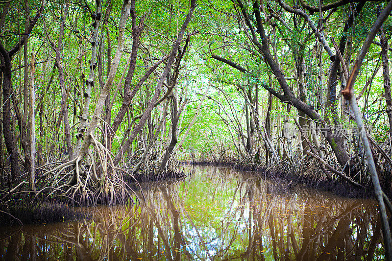 沼泽湿地红树林景观在Everglades国家公园，美国佛罗里达