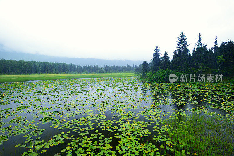 美丽的睡莲池在阿拉斯加