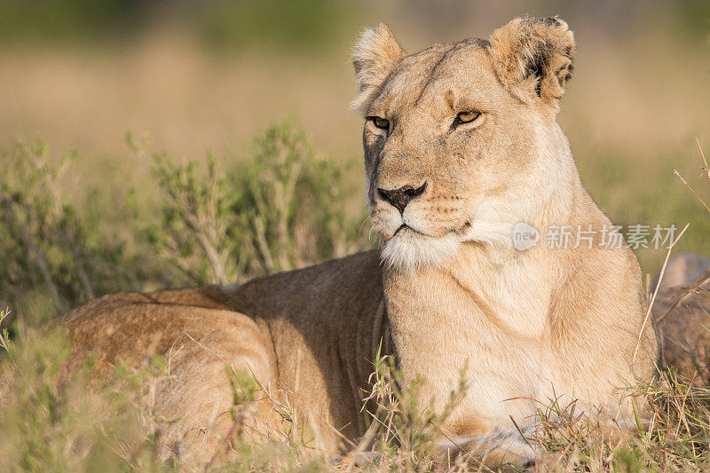 肯尼亚马赛马拉躺下的母狮