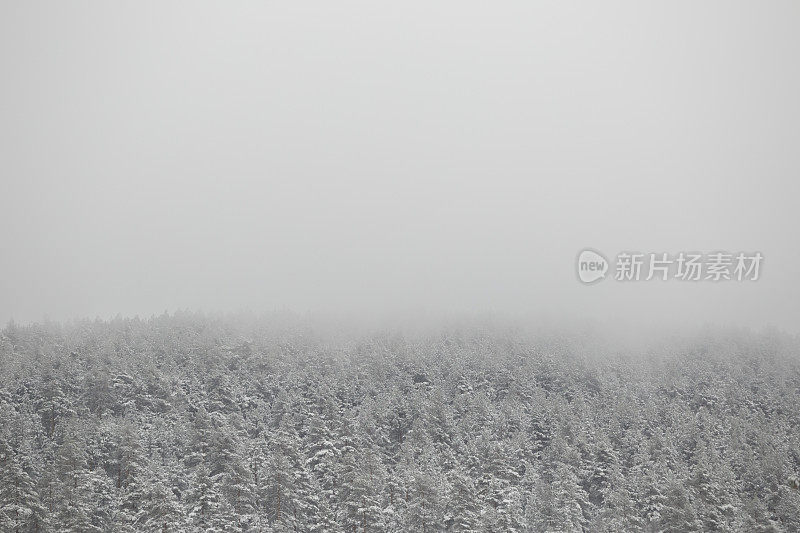 覆盖着雪和雾的常绿山林的树梢