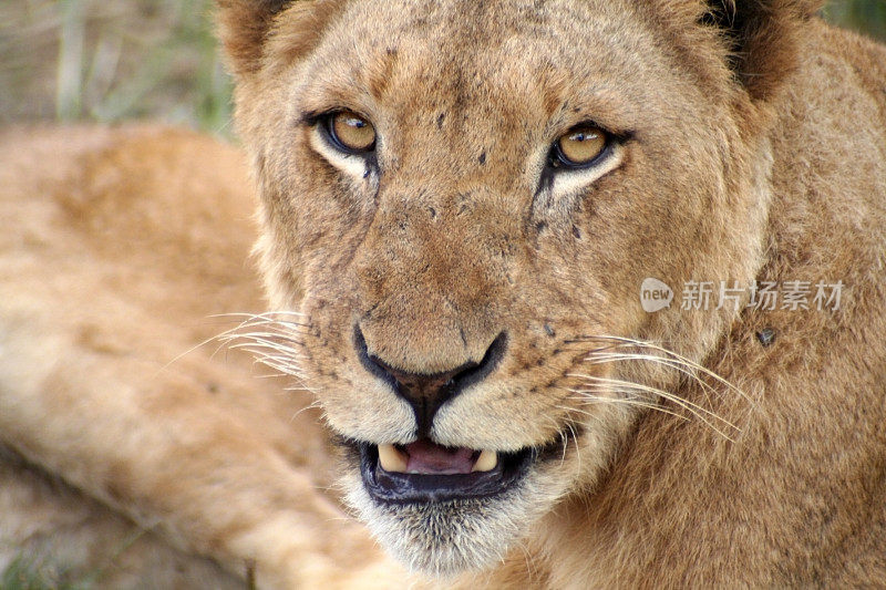 南非夸祖鲁-纳塔尔省的狮子