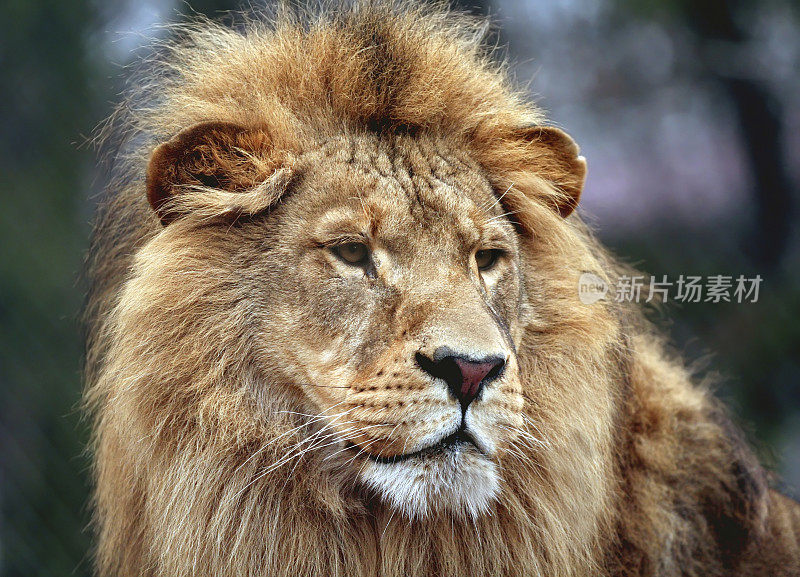 一只大雄狮的肖像
