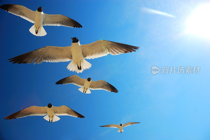 海鸥在太阳前面飞过