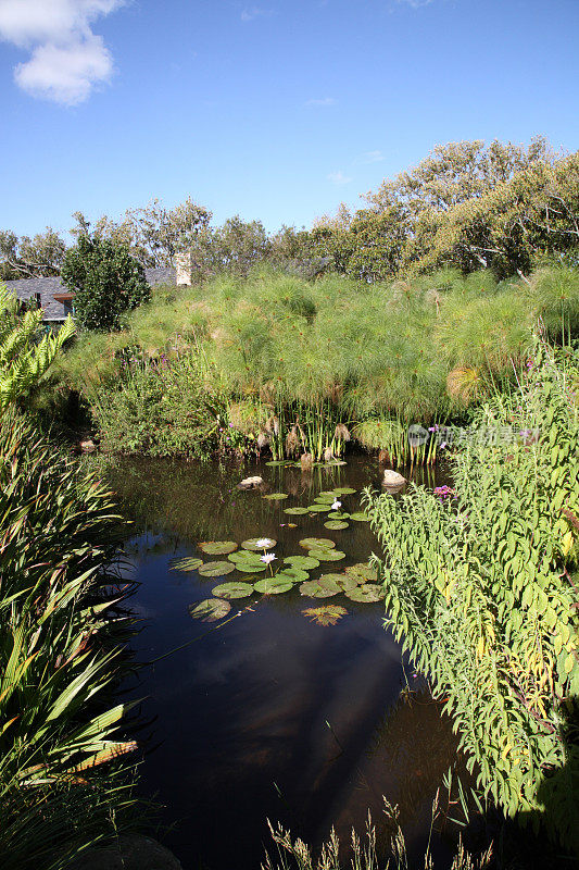 开普敦的Kirstenbosch植物园