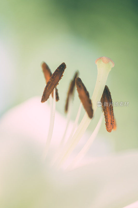 摘花花药和雄蕊