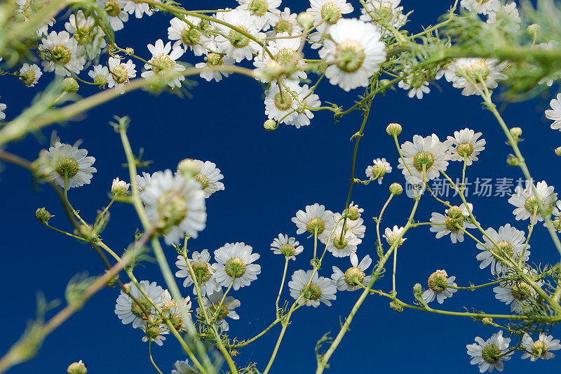 蓝色天空下白色的夏日雏菊