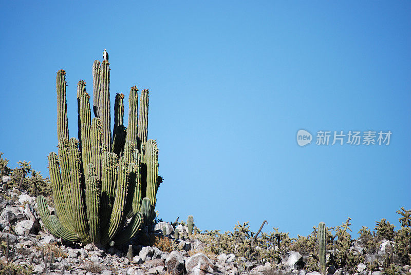 耙吸式挖泥船仙人掌