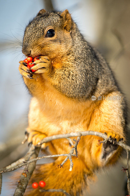 红狐松鼠在树上吃浆果