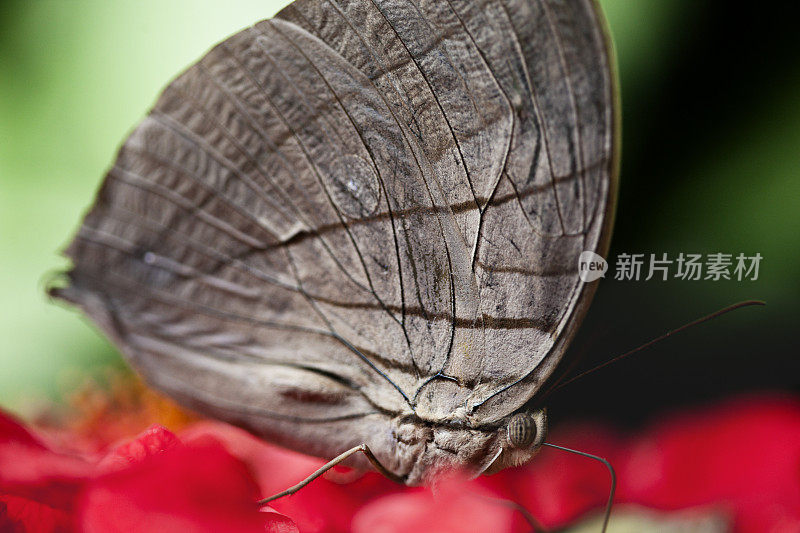 马来西亚鹿茸蝴蝶