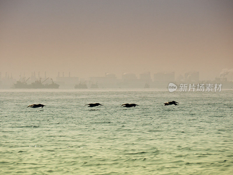 鹈鹕在日落时低低地飞过海浪