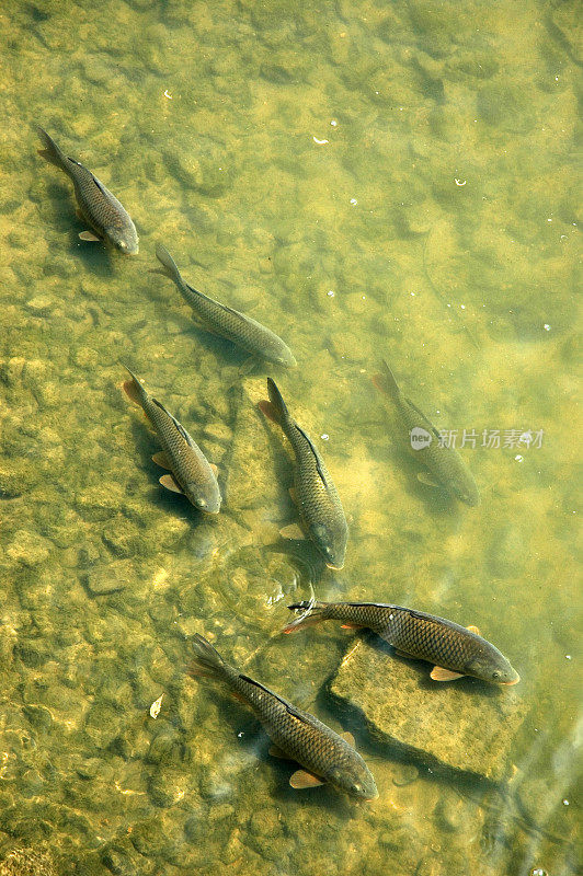 鲤鱼逆流而上