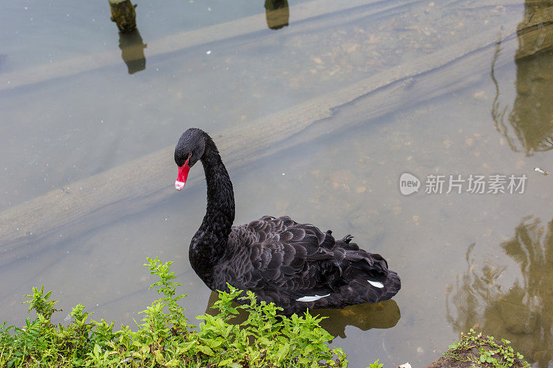 《黑天鹅》