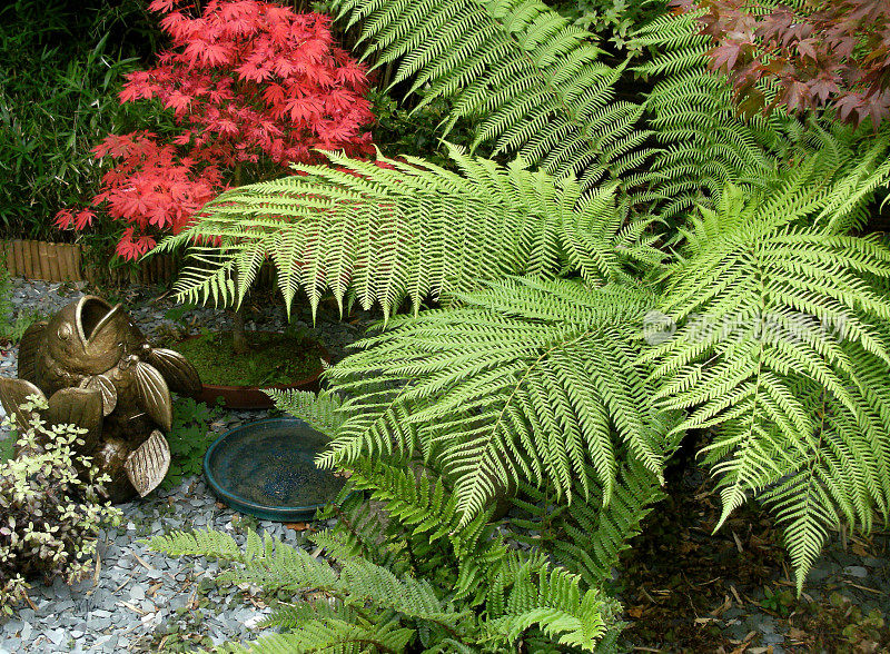 树蕨(Dicksonia)和日本枫树