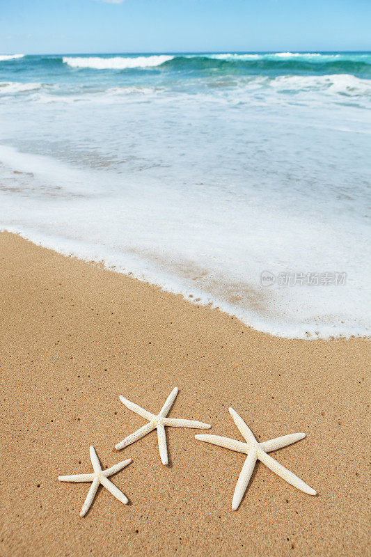热带沙滩上的海星