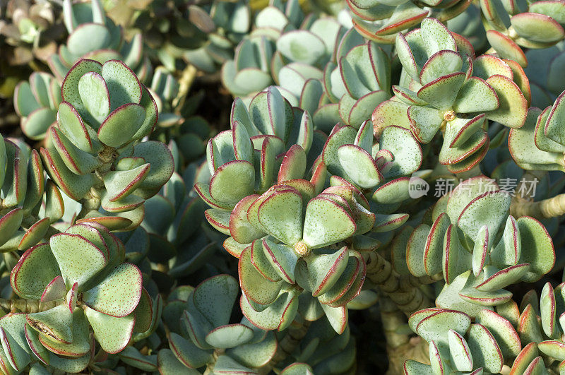 树Crassula