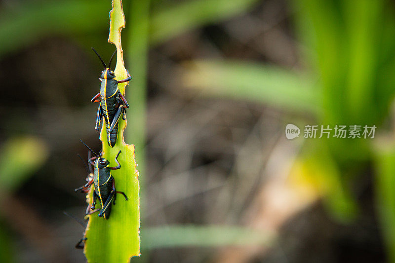 东南陆蚱蜢吞食树叶，与拷贝空间
