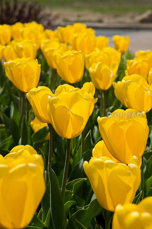 黄色郁金香花