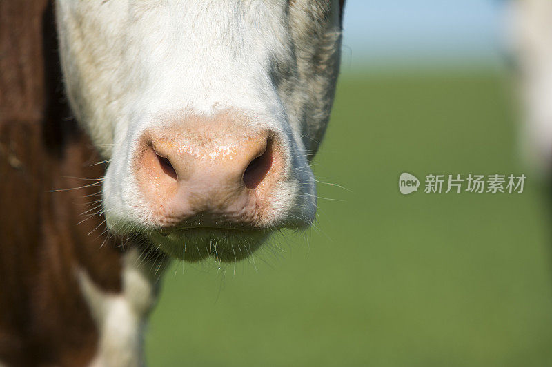 牛的鼻子