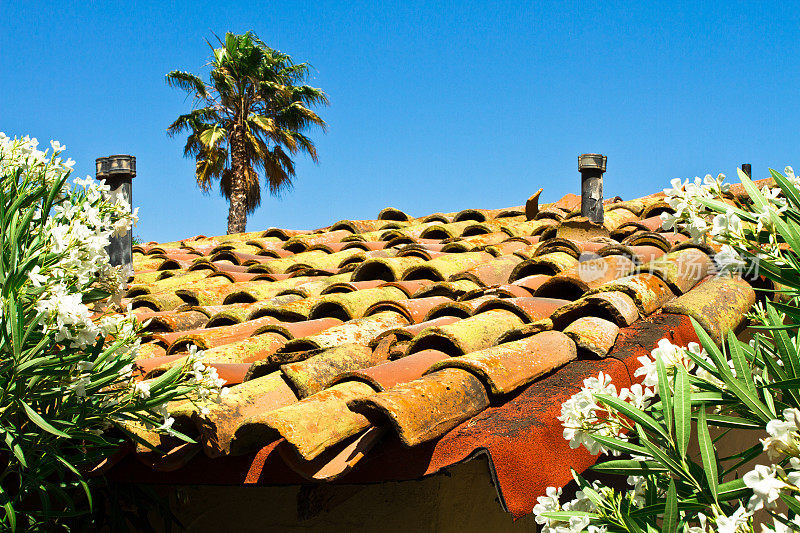 有树木和植物的旧瓦屋顶
