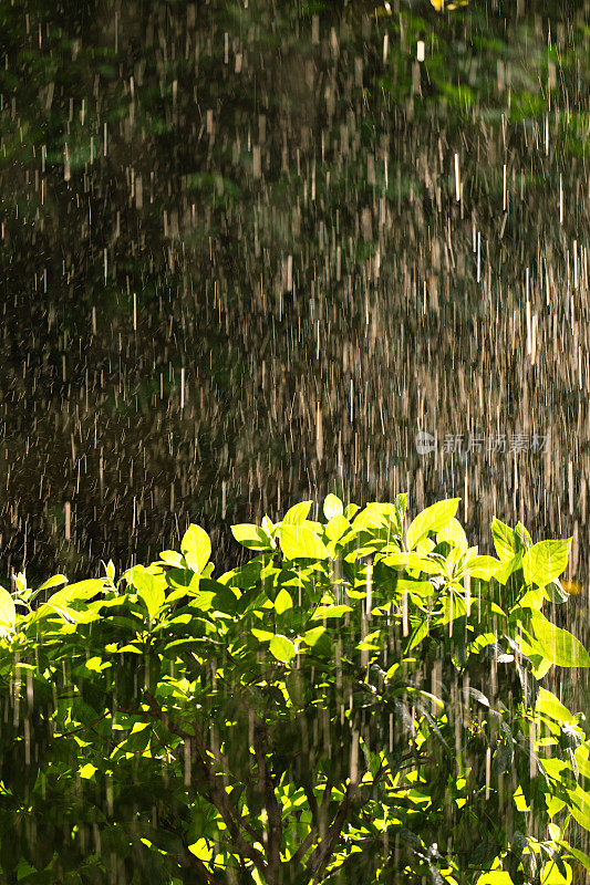 雨在自然界中