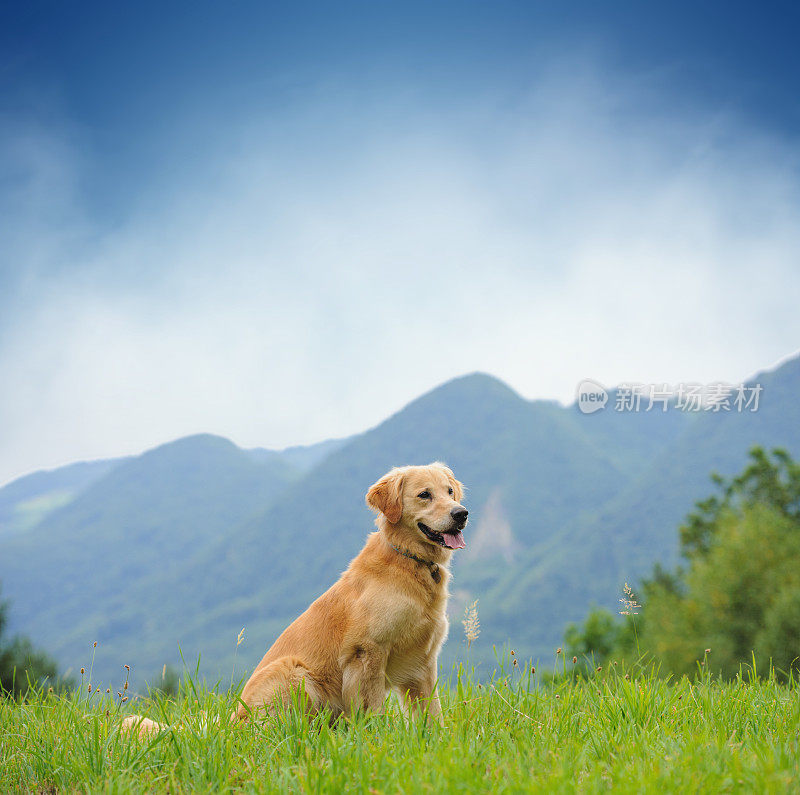 快乐美丽金毛寻回犬