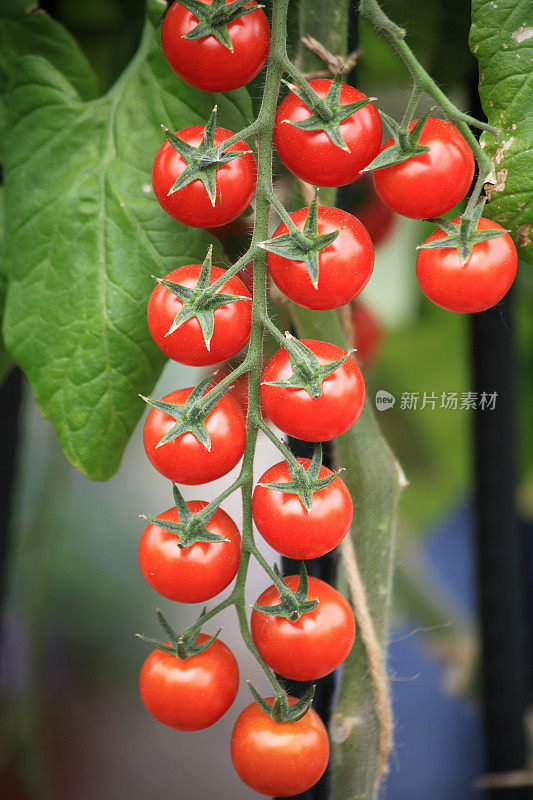 植株上长着成熟的樱桃番茄