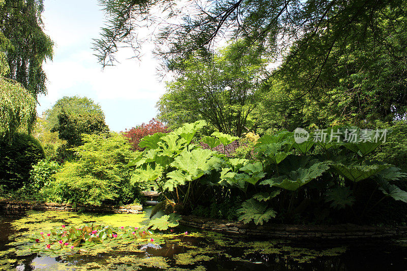 花园池塘的形象与睡莲，gunnera，浮萍，桦树