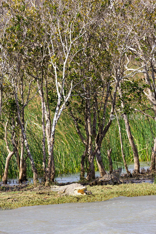 南非iSimangaliso湿地公园的尼罗河鳄鱼