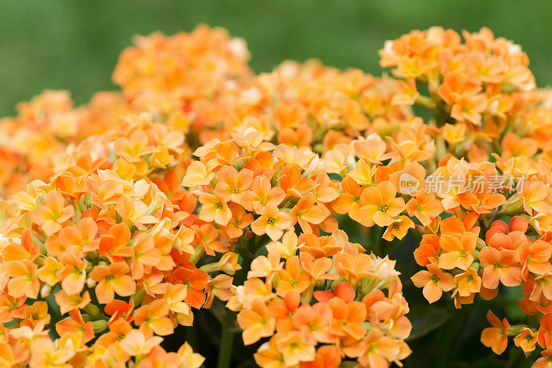 橙色高凉菜属花