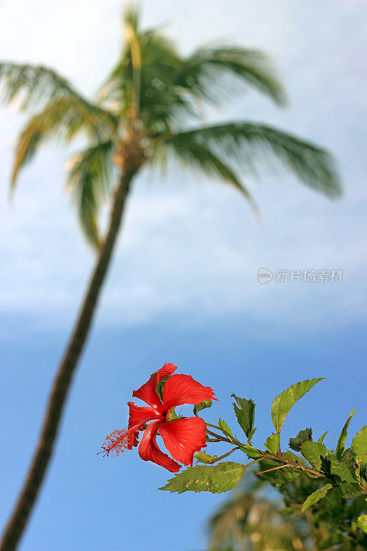 红芙蓉和夏威夷海滩