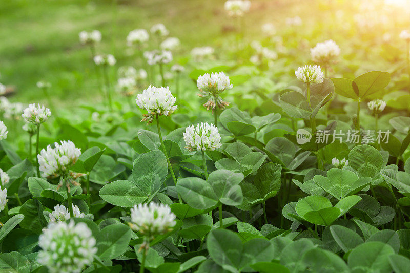 阳光下的三叶草和花朵