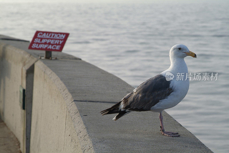 海金