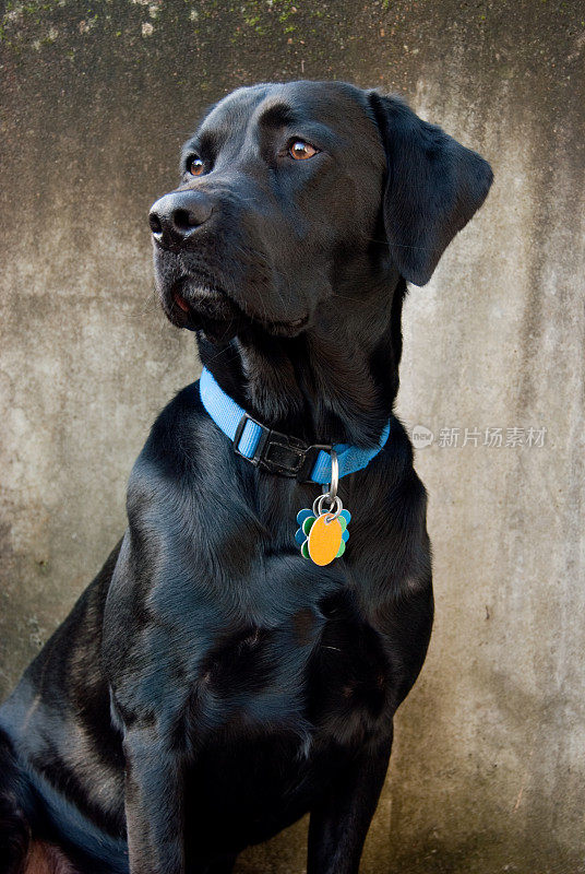 黑色拉布拉多犬，戴着蓝领标签