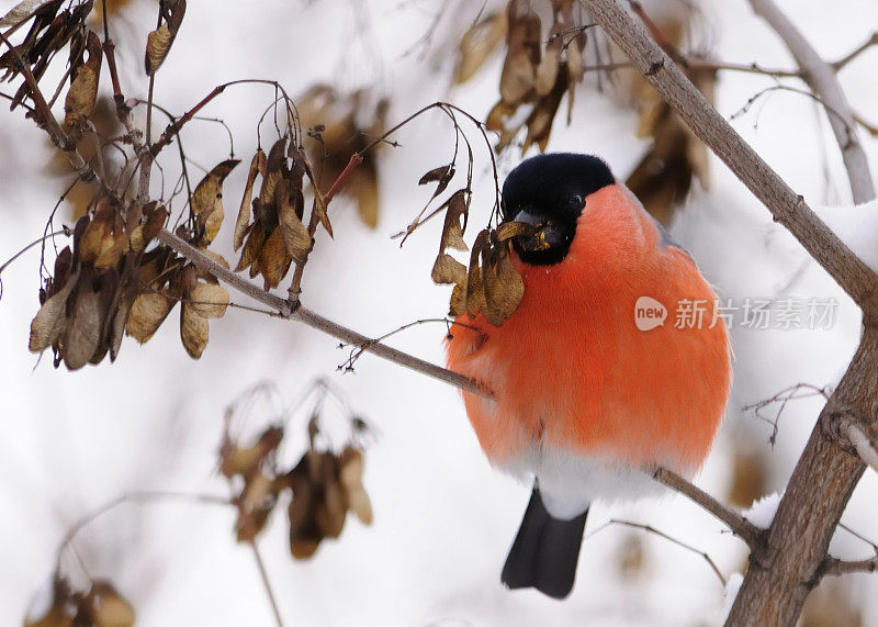 白雪皑皑的树枝上的红腹灰雀。