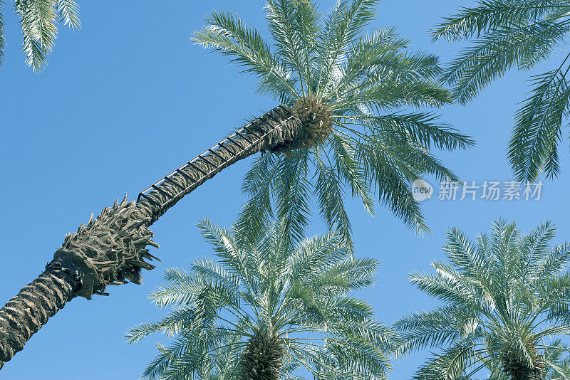 梯子连锁日期棕榈树在美国加州印第奥