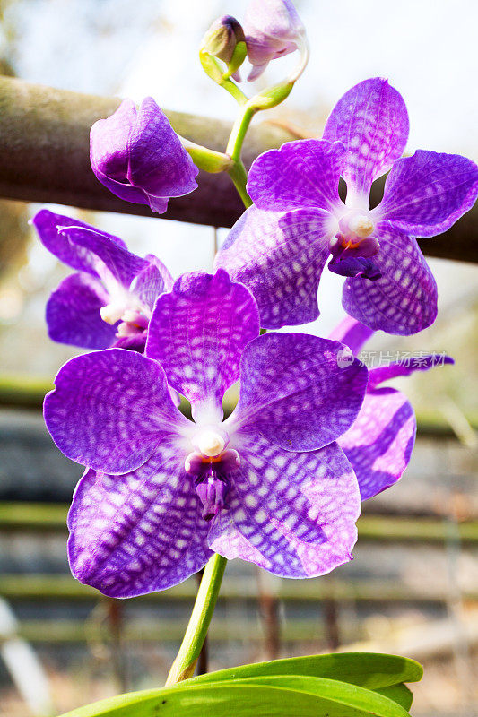 泰国的紫色兰花