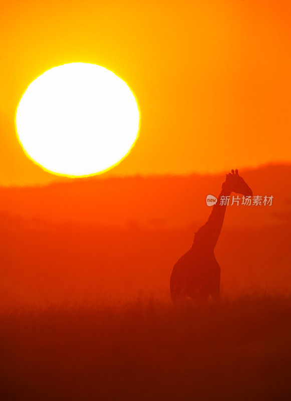 日落时分的长颈鹿，塞伦盖蒂国家公园，坦桑尼亚非洲