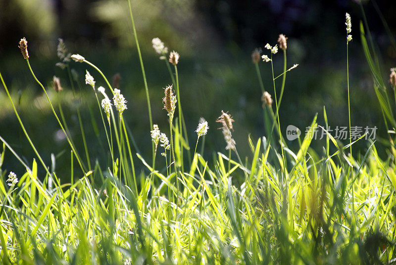 阳光下的草与花粉种子头