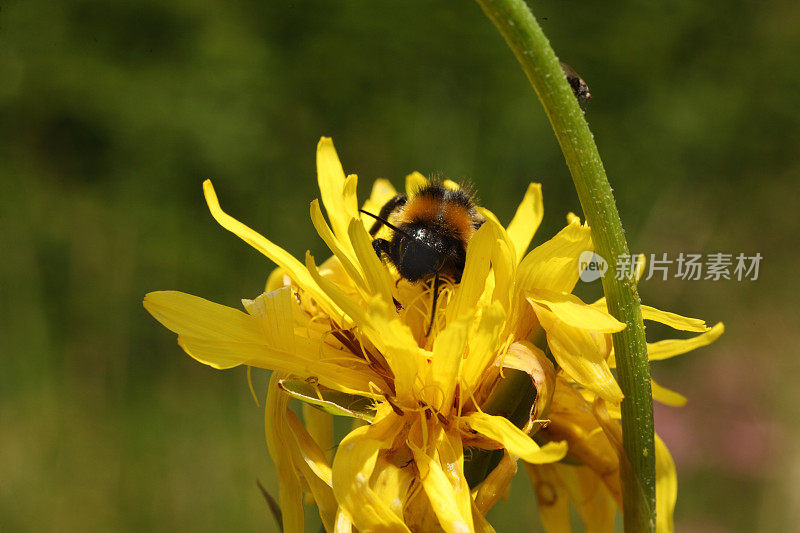 蜜蜂在虹膜