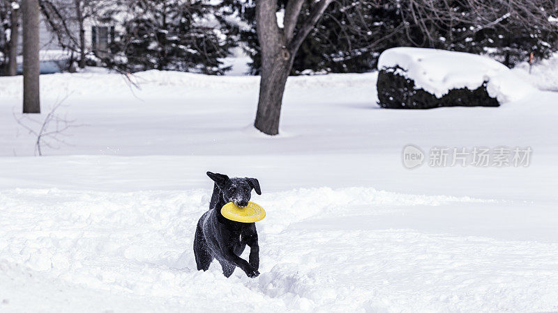 在深雪中嬉戏的拉布拉多猎犬