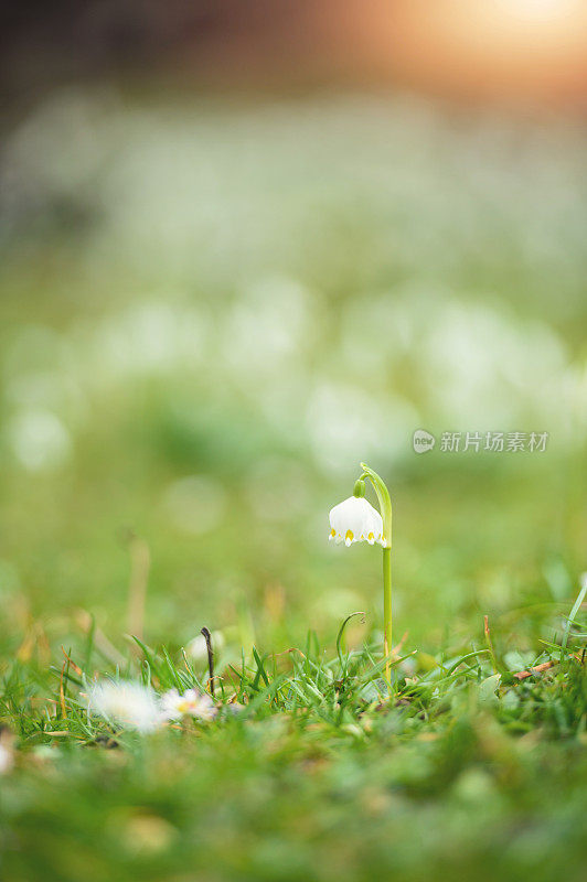 雪花莲