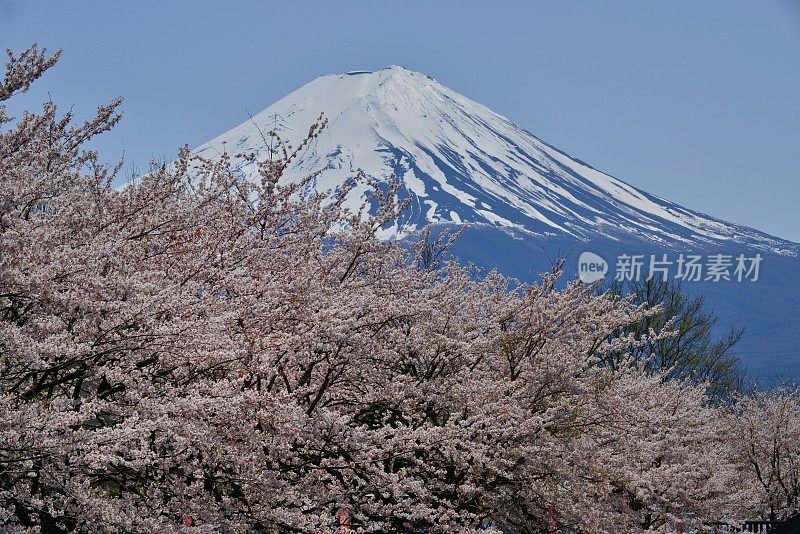 富士山和川口湖的樱花