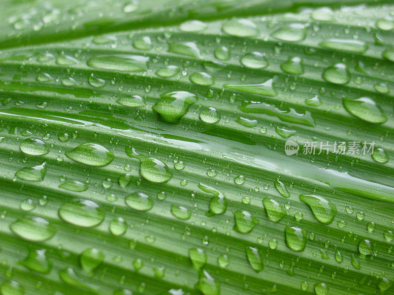 小雨打在叶