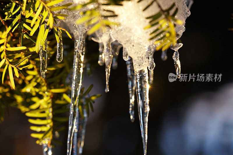 冬天日落时结了冰柱的松树
