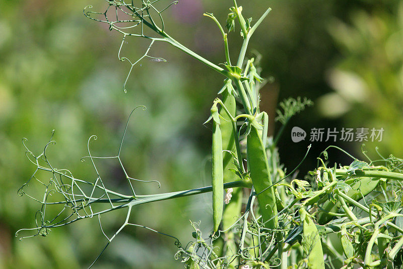 在蔬菜园里种植豌豆荚，豌豆植株