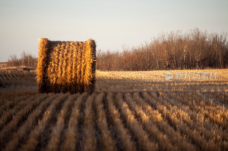 日落时田野上的稻草捆和残茬。