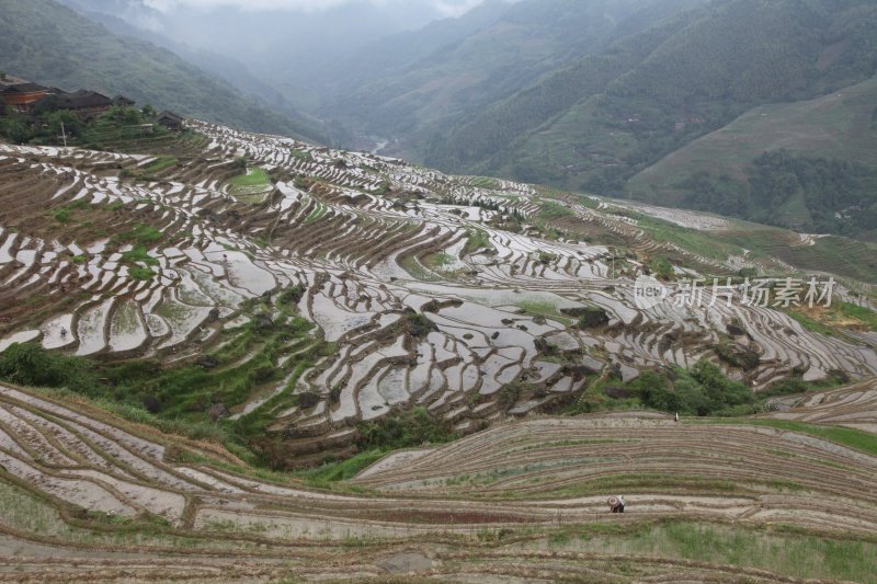 水稻梯田