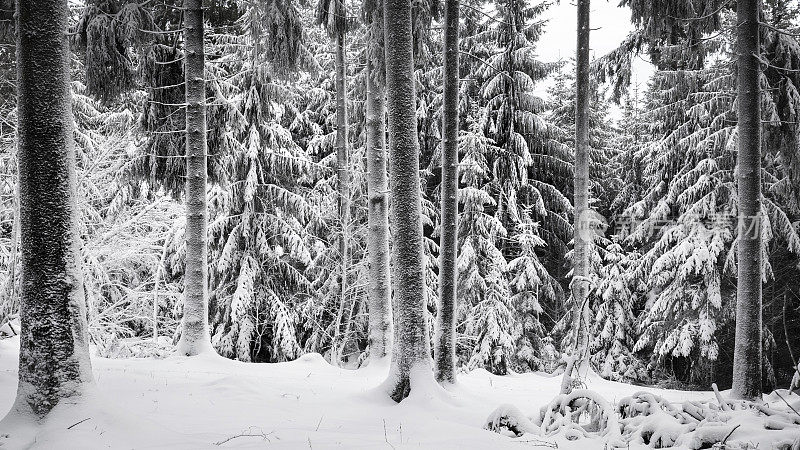 森林里的雪